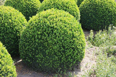 Самшит шар Buxus sempervirens