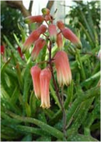 Алоэ Джексона (saponaria) 12 см