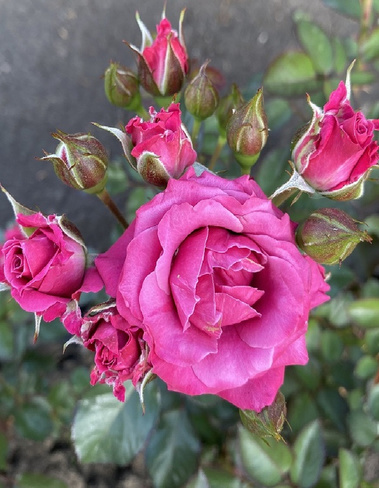 Роза чайно-гибридная Карина 1шт