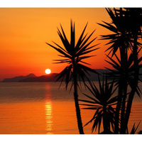 Фотообои Студия фотообоев Пальмы на фоне вечернего неба